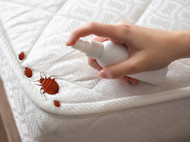 Best Emergency Pest Control  in First Mesa, AZ