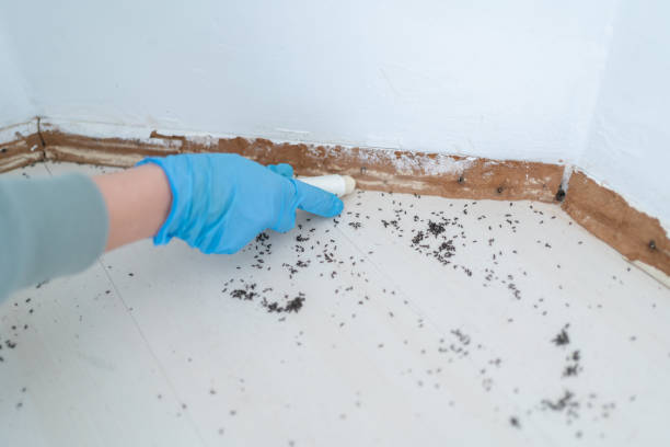 Best Best Pest Control Companies  in First Mesa, AZ