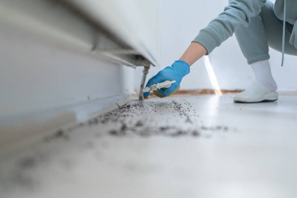 Best Best Pest Control Companies  in First Mesa, AZ